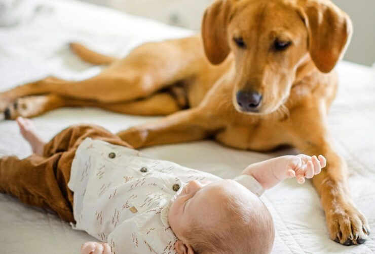 μωρό και σκύλος