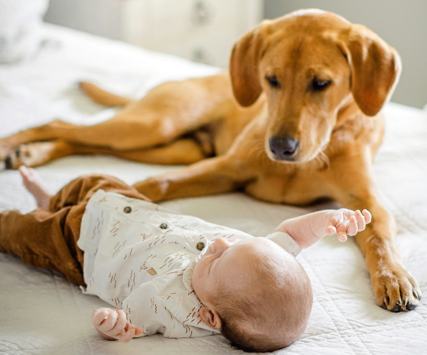 μωρό και σκύλος