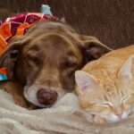 κατοικίδια