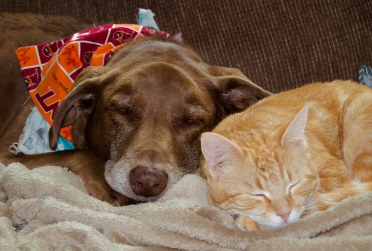 κατοικίδια