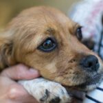 Πώς να ηρεμήσετε τον σκύλο μετά τα βεγγαλικά