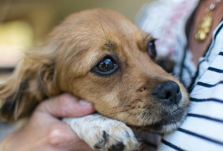Πώς να ηρεμήσετε τον σκύλο μετά τα βεγγαλικά