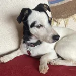 Αναζήτηση χαμένου ζώου συντροφιάς στο gov.gr – Βρες το κατοικίδιό σου με 1 κλικ