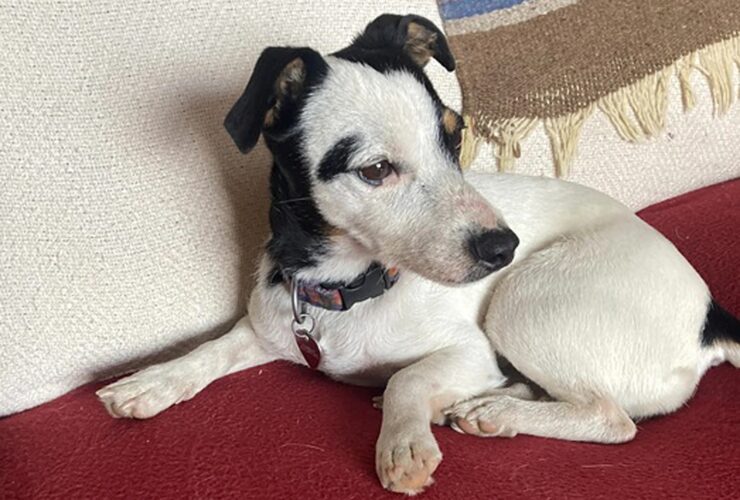 Αναζήτηση χαμένου ζώου συντροφιάς στο gov.gr – Βρες το κατοικίδιό σου με 1 κλικ