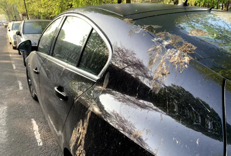 Πουλιά και αυτοκίνητο: Η «έξυπνη» μέθοδος για να μην ξαναλερώσουν το όχημά σας