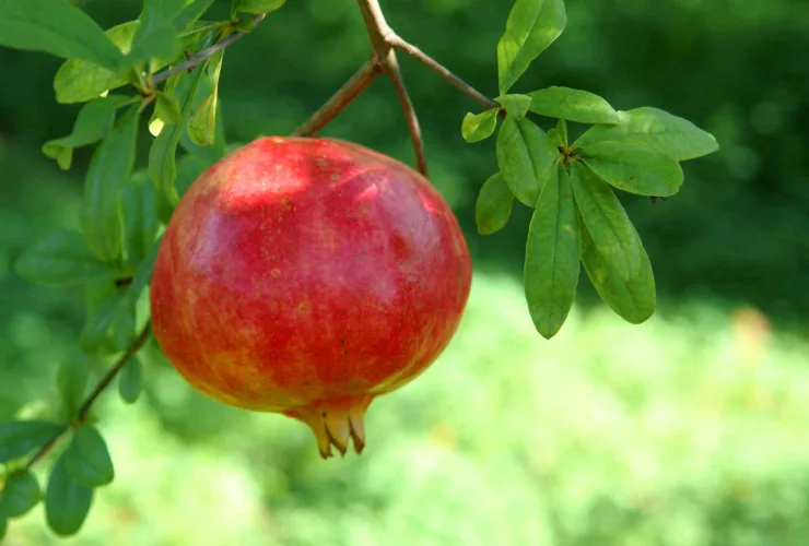 Πώς θα καθαρίσεις ρόδι σε 2′ χωρίς πιτσιλιές — Το απλό trick (βασικά οφέλη)