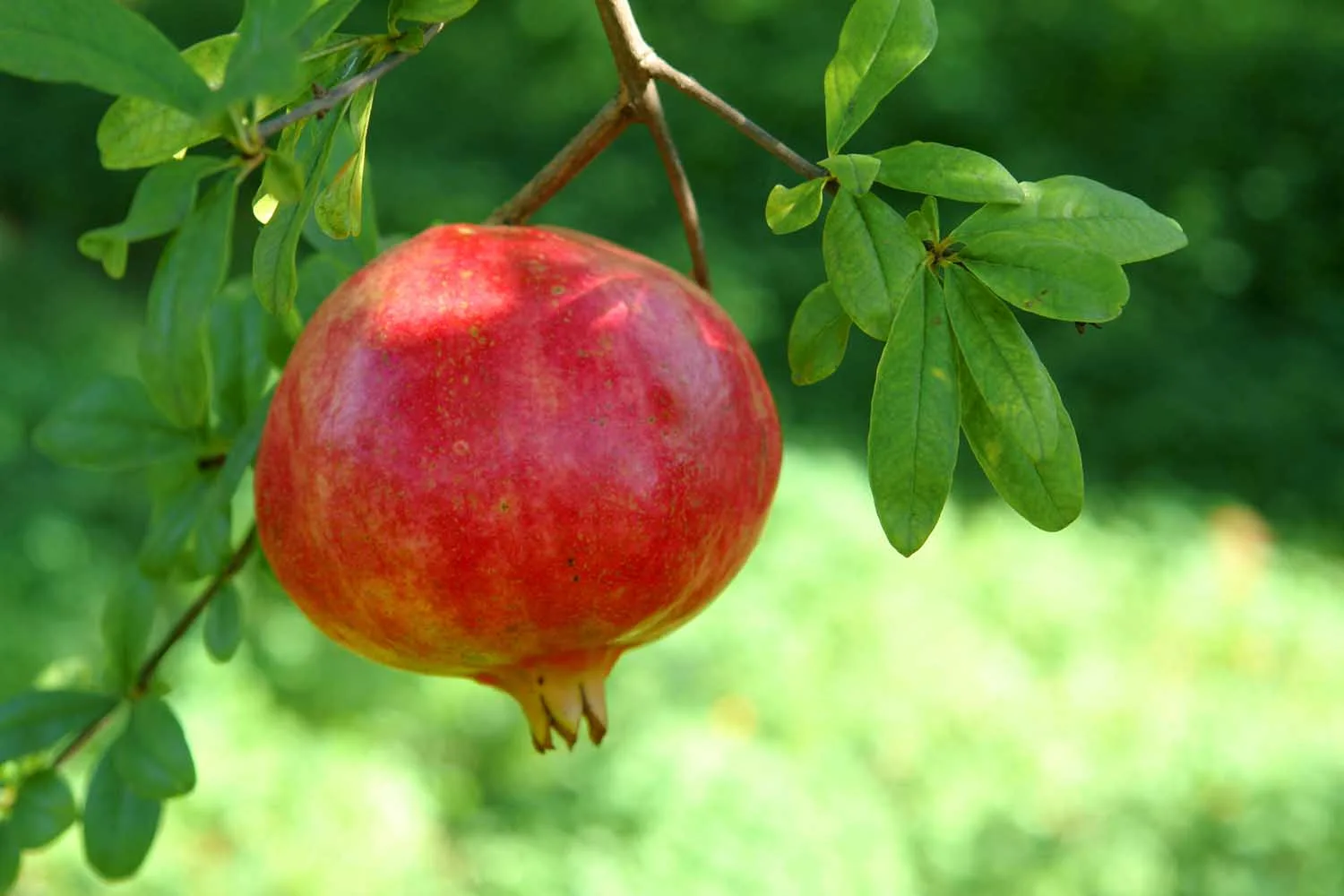 Πώς θα καθαρίσεις ρόδι σε 2′ χωρίς πιτσιλιές — Το απλό trick (βασικά οφέλη)