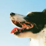 κατοικίδιο