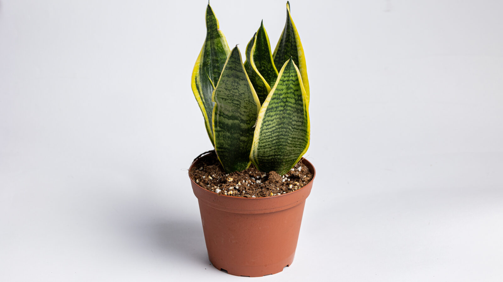 7 φυτά που καθαρίζουν τον αέρα 24/7 και βελτιώνουν τη διάθεσή σου