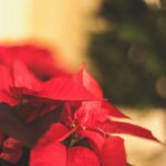 Αλεξανδρινό: Πώς να το φροντίσεις για να μη μαραθεί σε λίγες μέρες