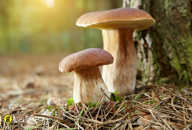 Μανιτάρια: Πώς να τα διαλέγεις και να τα κρατάς φρέσκα