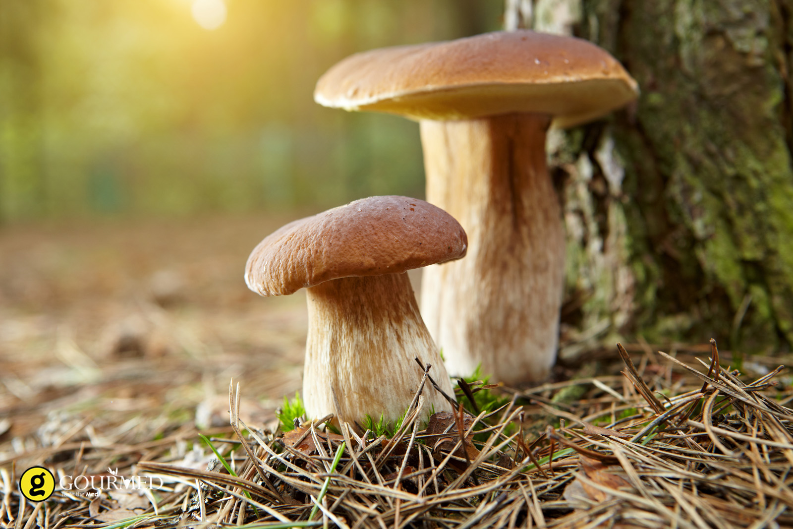 Μανιτάρια: Πώς να τα διαλέγεις και να τα κρατάς φρέσκα