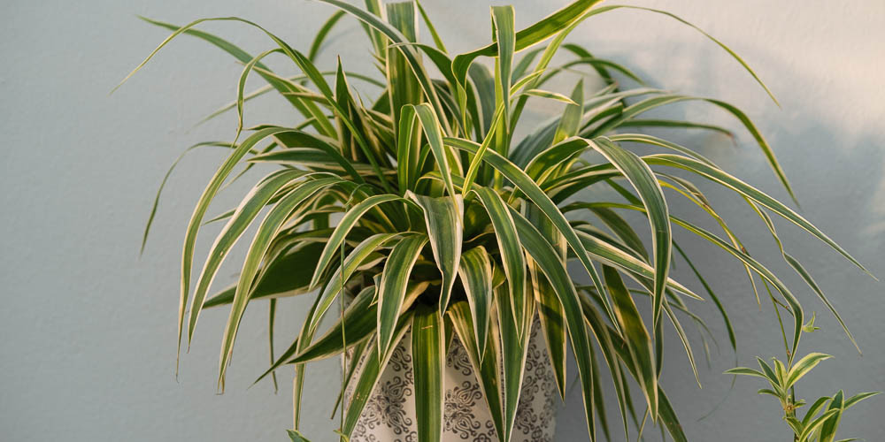 7 φυτά που καθαρίζουν τον αέρα 24/7 και βελτιώνουν τη διάθεσή σου