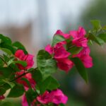 Πώς να φροντίσεις τη βουκαμβίλια για να γεμίσει χρώμα την άνοιξη