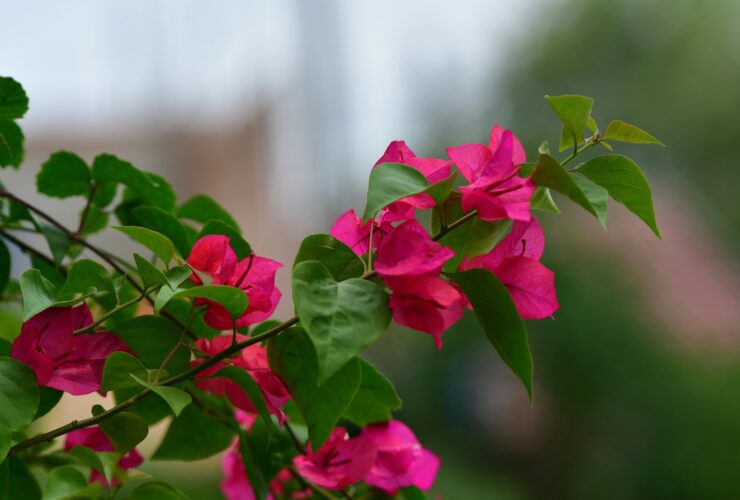 Πώς να φροντίσεις τη βουκαμβίλια για να γεμίσει χρώμα την άνοιξη