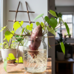 γλυκοπατάτα