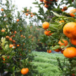 Τι συμβαίνει στο σώμα σας όταν τρώτε μανταρίνια κάθε μέρα