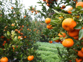 Τι συμβαίνει στο σώμα σας όταν τρώτε μανταρίνια κάθε μέρα