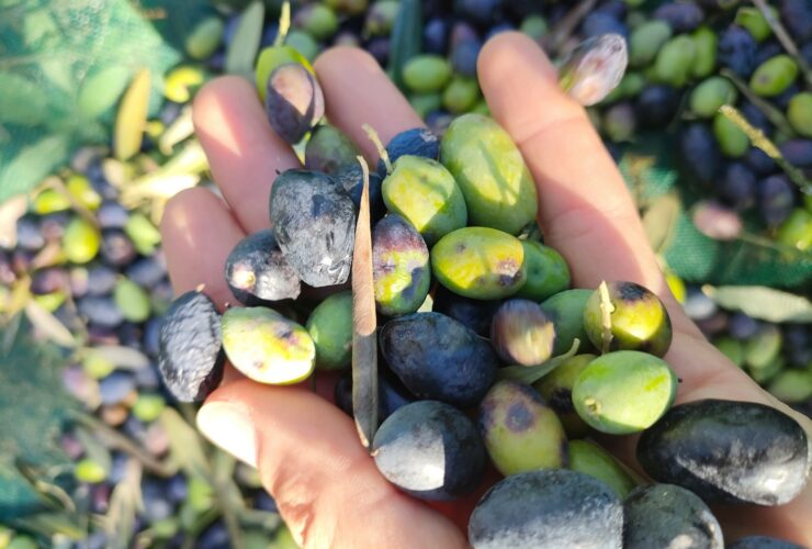 Εν μέσω μπλόκων και πιέσεων δόθηκε παράταση για το ψηφιακό δελτίο αποστολής ελαιοκάρπου