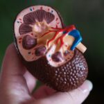 Πώς να διατηρήσετε τα νεφρά «νέα» για περισσότερο - Οι 8 χρυσοί κανόνες για την υγεία τους