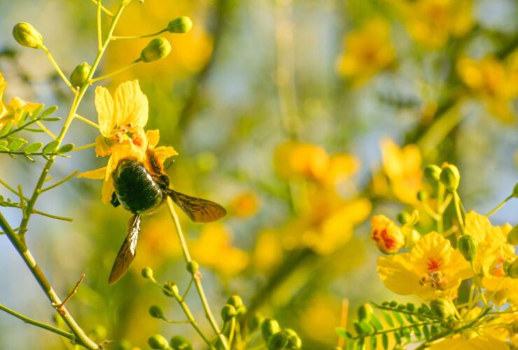 ΓΥΡΗ, ΑΛΛΕΡΓΙΕΣ