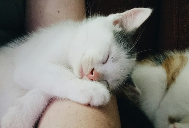 Γιατί η γάτα κοιμάται πάνω μου; Δεν είναι μόνο για τη ζέστη!