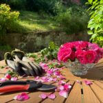 Κλάδεμα Ιανουαρίου: Τα 4 φυτά που πρέπει να κλαδέψεις ΤΩΡΑ για πλούσια καρποφορία