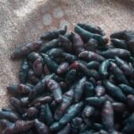 Το «μυστικό της Σιβηρίας»: Το φρούτο που καθαρίζει τις αρτηρίες και χαρίζει μακροζωία