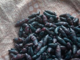 Το «μυστικό της Σιβηρίας»: Το φρούτο που καθαρίζει τις αρτηρίες και χαρίζει μακροζωία