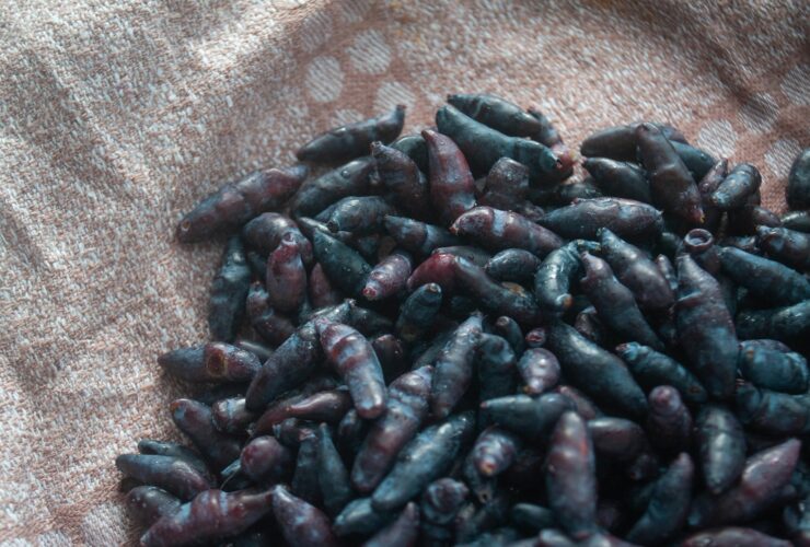 Το «μυστικό της Σιβηρίας»: Το φρούτο που καθαρίζει τις αρτηρίες και χαρίζει μακροζωία