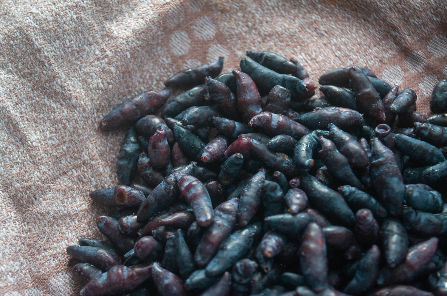 Το «μυστικό της Σιβηρίας»: Το φρούτο που καθαρίζει τις αρτηρίες και χαρίζει μακροζωία