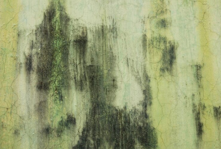 Πώς να απαλλαγείτε από μούχλα και «άσπρη σκόνη» στους τοίχους