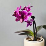 Σας χάρισαν oρχιδέα; Πώς να την ποτίσετε για να μην σαπίσουν οι ρίζες