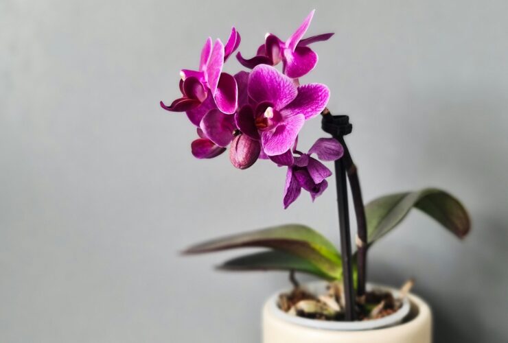 Σας χάρισαν oρχιδέα; Πώς να την ποτίσετε για να μην σαπίσουν οι ρίζες