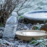 Γιατί όλο και περισσότεροι αφήνουν ένα πλαστικό μπουκάλι στον κήπο φέτος τον χειμώνα;