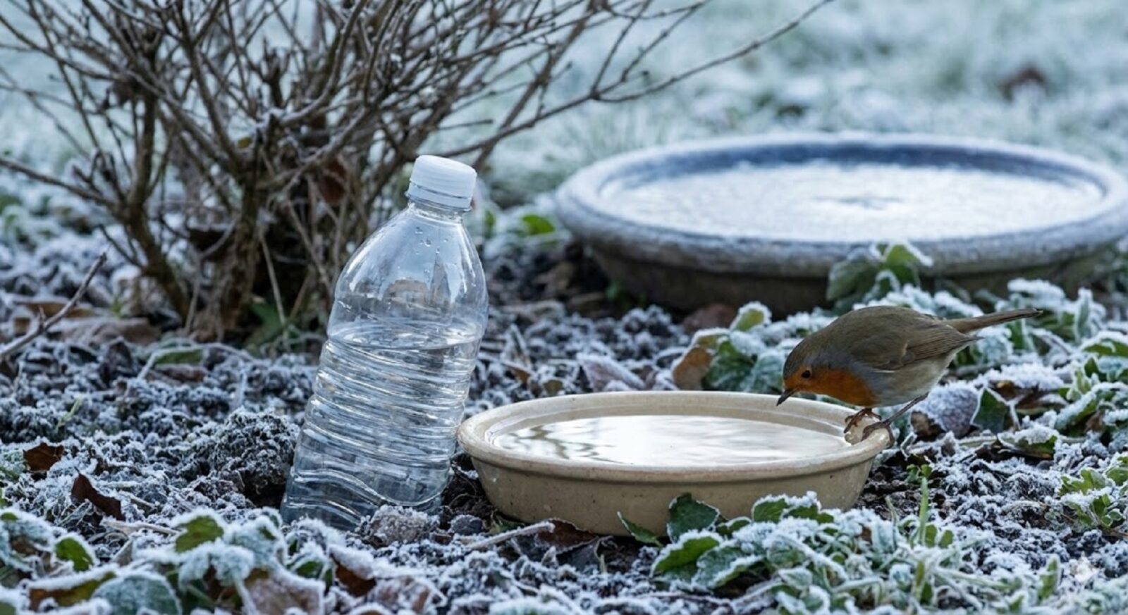 Γιατί όλο και περισσότεροι αφήνουν ένα πλαστικό μπουκάλι στον κήπο φέτος τον χειμώνα;