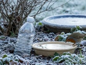 Γιατί όλο και περισσότεροι αφήνουν ένα πλαστικό μπουκάλι στον κήπο φέτος τον χειμώνα;