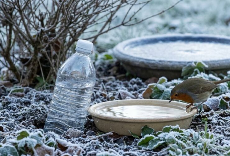 Γιατί όλο και περισσότεροι αφήνουν ένα πλαστικό μπουκάλι στον κήπο φέτος τον χειμώνα;