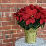 αλεξανδρινό