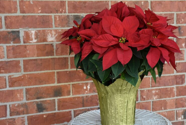 αλεξανδρινό