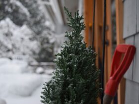 Ξεχάστε το αλάτι: Λιώστε τον πάγο με 3 υλικά που έχετε ήδη