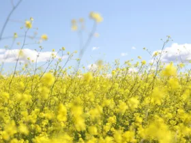 Πάσχα 2026: Με τι καιρό θα σουβλίσουμε;