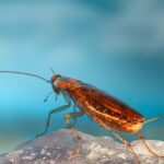 Κατσαρίδες στο σιφόνι! Το φυσικό κόλπο των 2 υλικών που τις εξαφανίζει