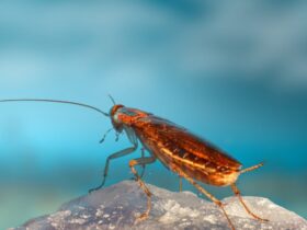 Κατσαρίδες στο σιφόνι! Το φυσικό κόλπο των 2 υλικών που τις εξαφανίζει οριστικά