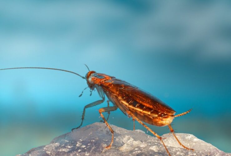 Κατσαρίδες στο σιφόνι! Το φυσικό κόλπο των 2 υλικών που τις εξαφανίζει