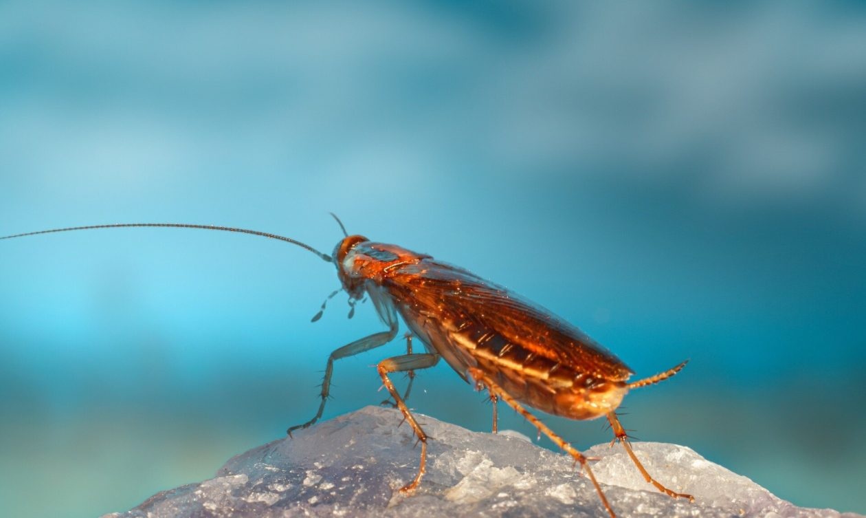 Κατσαρίδες στο σιφόνι! Το φυσικό κόλπο των 2 υλικών που τις εξαφανίζει