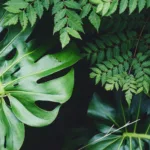 DIY για φυτά: Μεταμόρφωσε το σπίτι σου σε πράσινη όαση με εύκολες και οικονομικές ιδέες