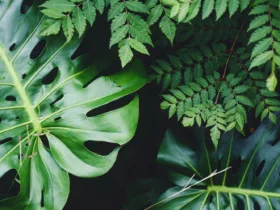 DIY για φυτά: Μεταμόρφωσε το σπίτι σου σε πράσινη όαση με εύκολες και οικονομικές ιδέες