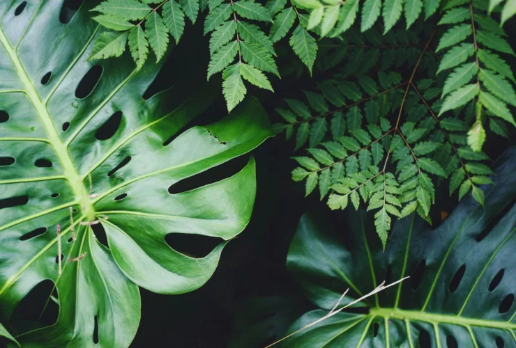 DIY για φυτά: Μεταμόρφωσε το σπίτι σου σε πράσινη όαση με εύκολες και οικονομικές ιδέες