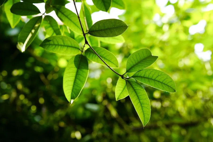 ΣΤΕΒΙΑ, ΖΑΧΑΡΗ